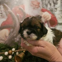 Boy 1 - Gold and white male Shih Tzu puppy in North Carolina from WillowCreek Mountain View Shih Tzu
