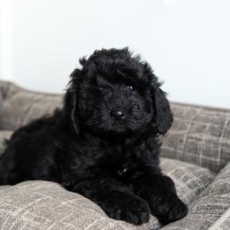 Miso - Black female Australian Labradoodle puppy in Williamstown, New York from Lewis Manor Labradoodles