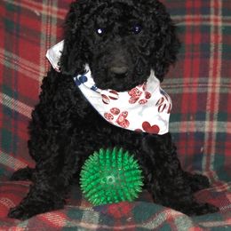 Labradoodle Puppies from Hippie Hollow Doodles