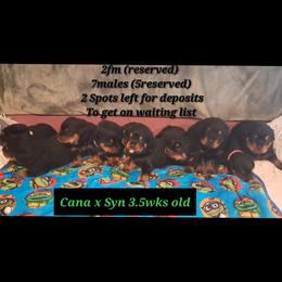 Boy 2 - Black and mahogany male Rottweiler puppy in De Witt, Iowa from Irish Eyes Kennels