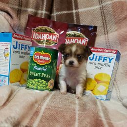 Sweet Pea - Chocolate and white female Chihuahua puppy in Williamsburg, Virginia from Chloe & Friends