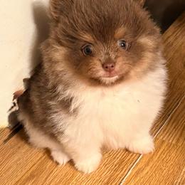 Wallace (Lavender and Tan Tri Parti) - Lavender male Pomeranian puppy in Buck Valley, Pennsylvania from Buck Valley Pomeranians