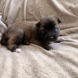Nutmeg - female Nenets Herding Laika puppy in Rockville, Maryland from Skais the Limit