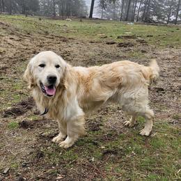 Lincoln - Golden Retriever