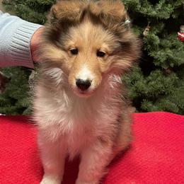 Shetland Sheepdog Puppies from BranGay Shetland Sheepdogs Since 1971