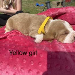Basset Hound Puppies from 4D Farms