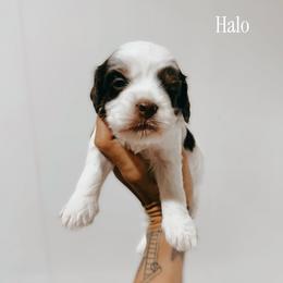Halo - Tri-color female Australian Labradoodle puppy in Riverton, Kansas from Honeybee Lane Doodles