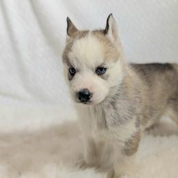 Boy 1 - male Siberian Husky puppy in Hebron, Kentucky from Glacier Run Huskies