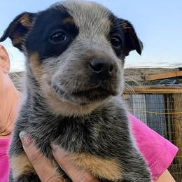 Girl 1 - Blue speckled female Australian Cattle Dog puppy in Choctaw, Oklahoma from Karen Elliott