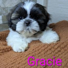 Gracie - Tricolor female Shih Tzu puppy in Clyde, North Carolina from Shawgo Pups