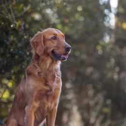 Brie - Golden Retriever