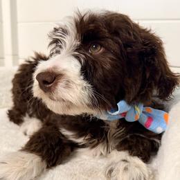 Kubota - Brown and white male Aussiedoodle puppy in Colorado Springs, Colorado from Pesky Redneck Mini Ranch