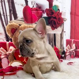 Bulldog and French Bulldog Puppies from Eclipse Bulldogs