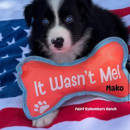 Mako - Black tri-color male Australian Shepherd puppy in Magee, Mississippi from Paint ByNumbers Ranch
