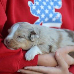 GW - Red merle male Australian Shepherd puppy in Cedar City, Utah from 10-BAR-Y RANCH