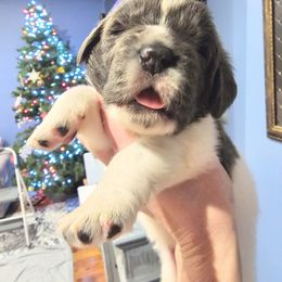 Rudolf - White and gray male Newfoundland puppy in Ohio from Vermillion Newfoundlands
