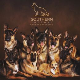 German Shepherd All Grown Up from John Moyle