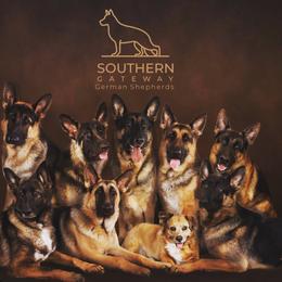 German Shepherd All Grown Up from John Moyle
