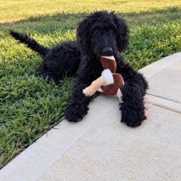 Elly - Black and white female Aussiedoodle puppy in Greensboro, North Carolina from Glendale Doodles