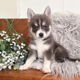 Navy - Blue male Pomsky puppy in La Verne, California from Red Cedar Pomskies