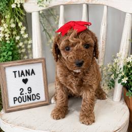 Tiana - Apricot female Goldendoodle puppy in Idabel, Oklahoma from Kay Kay’s Poodles & Doodles