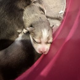 Girl 1 - Merle female Pomsky puppy in Leesburg, Virginia from Capital Pomsky