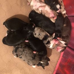 Miniature Australian Shepherd and Toy Australian Shepherd Puppies from Tiny Town Mini and Toy Aussies