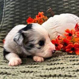 Blue Merle - Blue merle female Miniature Australian Shepherd puppy in New Bern, North Carolina from KD Miniature Aussies
