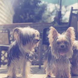 Blue - Yorkshire Terrier