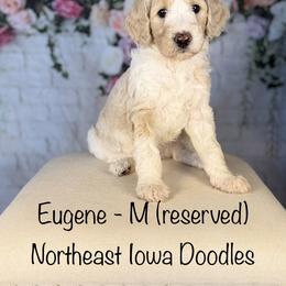 Eugene - Parti male Goldendoodle puppy in Cedar Falls, Iowa from Northeast Iowa Doodles