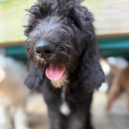 Loki - Black male Double Doodle puppy in Mineola, Texas from ETX Dandy Doodle