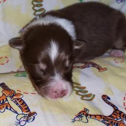 Australian Shepherd Puppies from Purple Tyger Creations