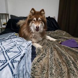 Maia - Red and white female Alaskan Malamute puppy in Kingston, Tennessee from North Shore Alaskan Malamutes