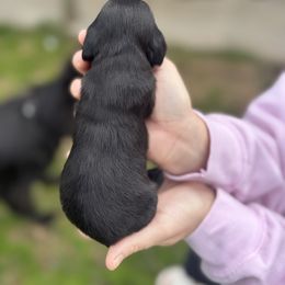 Dorian - Black male Dachshund puppy in Troup, Texas from East Texas Dachshunds