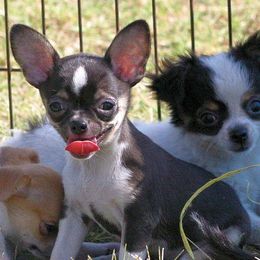 Chihuahuas from Catero Chihuahuas