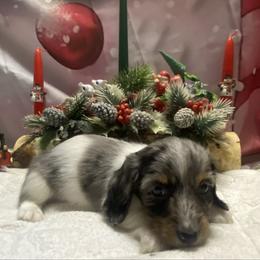 MOCHI - Dapple male Dachshund puppy in Elizabethtown, Kentucky from Teeny Tiny Puppy Tails