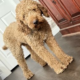 Mo - Red  male Goldendoodle puppy in Kingsville, Missouri from The Bruce Farm