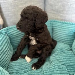 Sheep (Black white paw) - Black male Goldendoodle puppy in Toledo, Ohio from Avery Doodle Day LLC