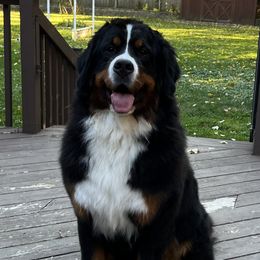 "Fall 2020 Litter" Bernese Mountain Dog All Grown Up from Encore Bernese Mountain Dogs