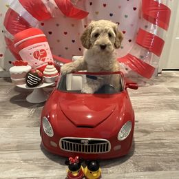 Australian Labradoodle Puppies from Little Kingdom Doodles