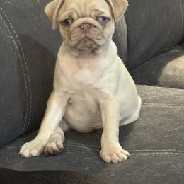 Aurora - Pug