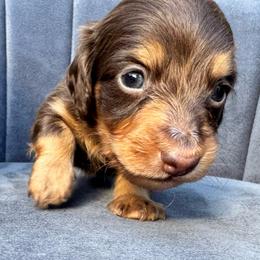 Benjamin - Chocolate and tan male Dachshund puppy in Knoxville, Tennessee from East TN Dachshunds