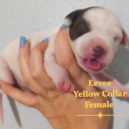 Eevee (Yellow collar) - White and liver brown female Dalmatian puppy in Raymondville, Missouri from Wagner's Dalmatian's