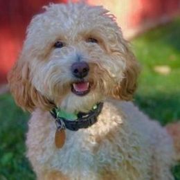 Double Doodles, Goldendoodles, and Labradoodles from Old Macs Doodles