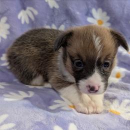 Jesse - Blue female Pembroke Welsh Corgi puppy in Bridge City, Texas from Disco Corgis