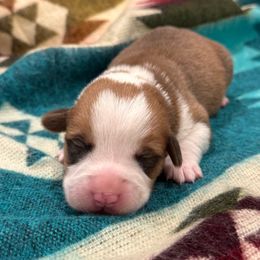Girl 1 - Red female Pembroke Welsh Corgi puppy in Beggs, Oklahoma from Blue Diamond Corgi’s