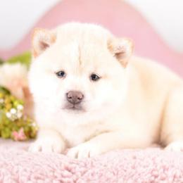 Nagi - Cream Girl - Cream female Shiba Inu puppy in Neosho, Missouri from Sunny Terrace Shibas