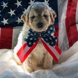 Sandy (petite) - Cream female Goldendoodle puppy in Glennville, Georgia from Pickle Creek Kennels