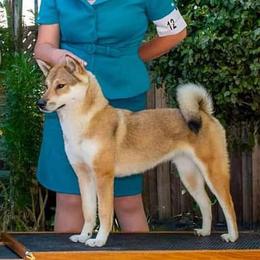 "Mai" - Shikoku