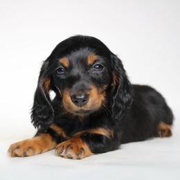 Pistachio - Black and tan male Dachshund puppy in Red Bud, Illinois from Midwest Miniature Dachshunds